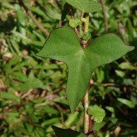 Ipomoea sagittifolia Burm.f.
